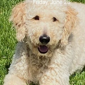 Meet your Posher, Brian